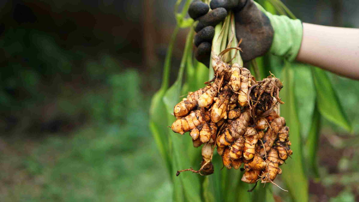State-of-the-art agricultural processing facility of Asiatic Farmer Produce